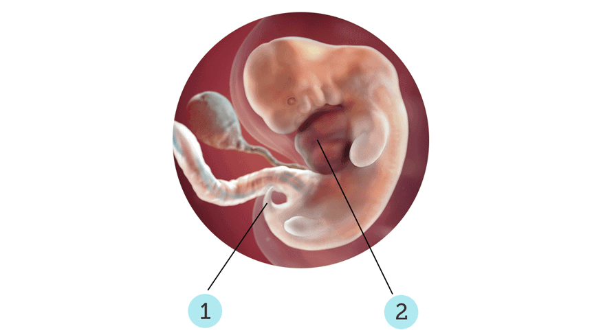 7 Weeks Pregnant: Symptoms, Development & Care for Your Fetus
